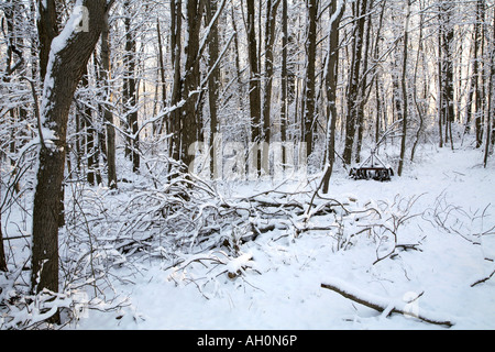 Des tas de bois avec de grandes branches tombées de premier plan et d'un centre petite herse à disques niché sous les arbres derrière Banque D'Images