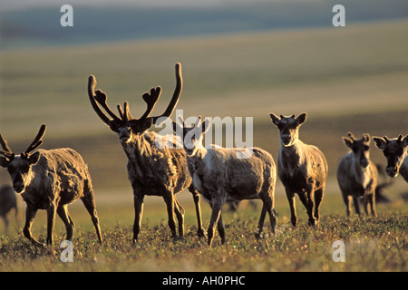 Le caribou de la toundra Rangifer tarandus porcupine 1002 plaine côtière de l'Arctic National Wildlife Refuge en Alaska Banque D'Images