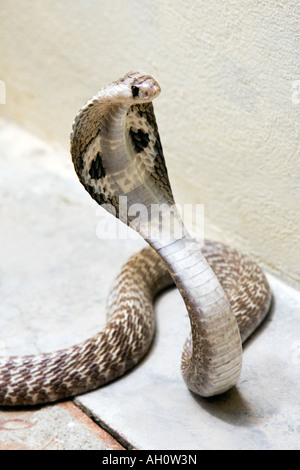 Cobra à lunettes indiennes. L'Inde Banque D'Images