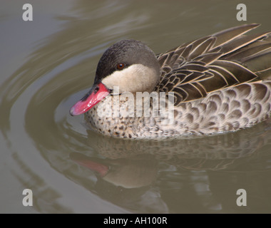 Red-billed pintail Anas erythrorhyncha Banque D'Images