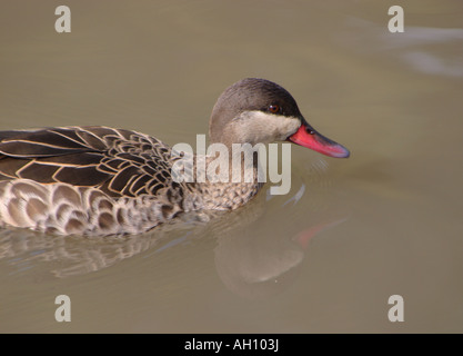 Red-billed pintail Anas erythrorhyncha Banque D'Images