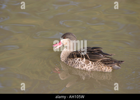 Red-billed pintail Anas erythrorhyncha Banque D'Images