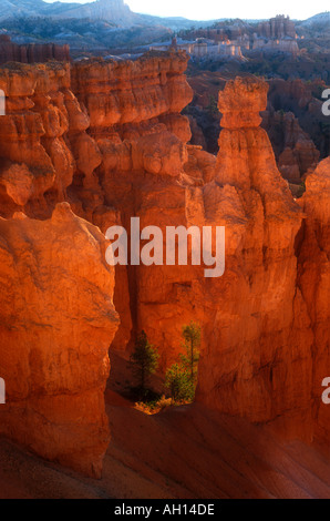 Sunset Point au lever du soleil, montrant les cheminées et de pins Ponderosa Bryce Canyon National Park Utah USA Etats-Unis Amérique du Sud-ouest Banque D'Images