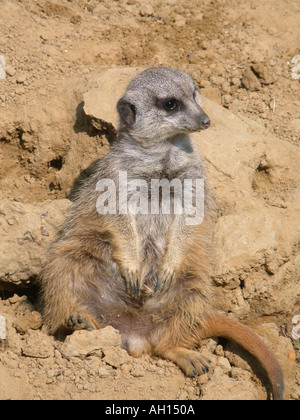 Meerkat à Wingham Wingham Wildlife Park Angleterre Kent Banque D'Images