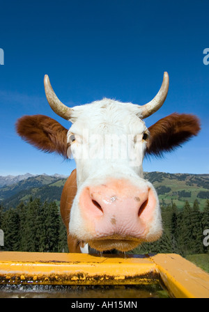 Close Up d'une vache Holstein rouge ( ) dans les Alpes Suisses Banque D'Images