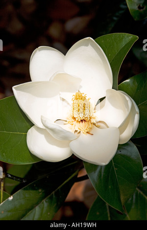 Charles Dickens Magnolia grandiflora Magnolia fleur blanche du sud de l'Evergreen Banque D'Images