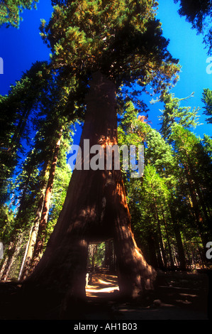 Le Parc National Yosemite Mariposa Grove Californie Séquoia géant Arbre Tunnel California USA United States of America Banque D'Images