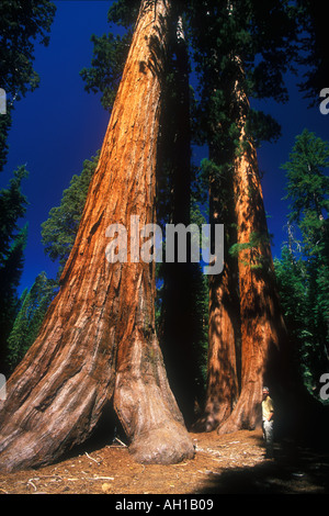 Yosemite National Park Sequoia géant Mariposa Grove Baccalauréat et Trois Grâces Yosemite California USA United States of America Banque D'Images