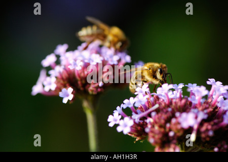 Deux abeilles à miel (Apis mellifera) sur un oranger à nectar Banque D'Images