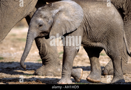 Bébé éléphant Namibie Etosha Banque D'Images