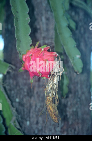 Dragon fruit croissant sur plante-mère Banque D'Images