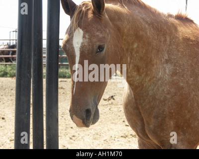 Cheval sans dos-nu Banque D'Images