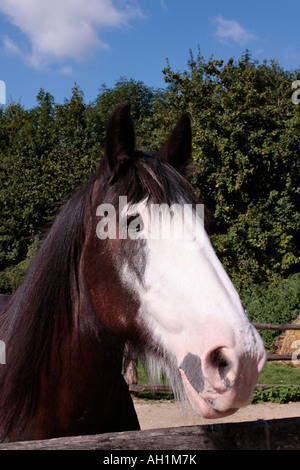 Shire Horse in field looking over fence Banque D'Images