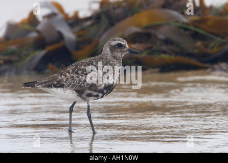 Pluvier argenté noir Banque D'Images