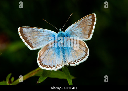 Chalkhill Blue (Polyommatus corydon) avec des ailes ouvrez l'échauffement Banque D'Images