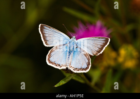 Chalkhill Blue Polyommatus corydon au repos avec des ailes ouvertes avec un arrière-plan foncé hexton hertfordshire Banque D'Images