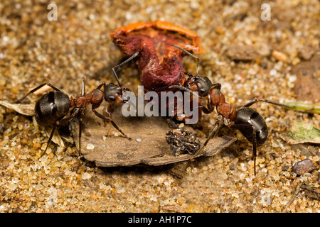 2 Les fourmis des bois Formica rufa exerçant son nid proies retour à Alger bois bedfordshire Banque D'Images