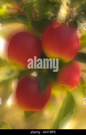 Quatre fruits rouges pommes sur un arbre dans le verger pot de miel Hill Farm Ranger MA USA Banque D'Images