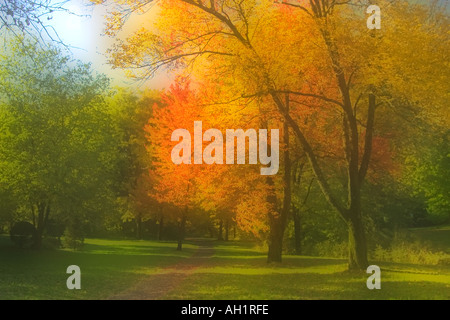 Automne Automne rêve arbres jaune et orange Banque D'Images
