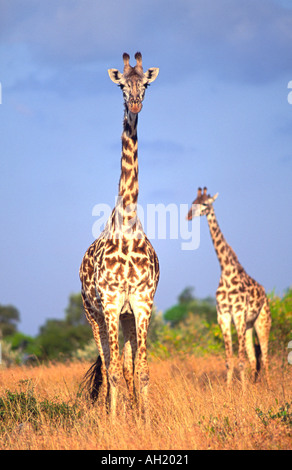 Les Girafes (Giraffa camelopardalis) dans la réserve de Masai Mara au Kenya. Banque D'Images