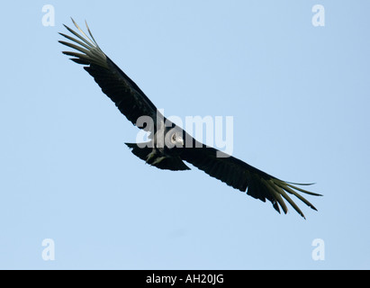 Urubu noir américain Coragyps atratus Banque D'Images