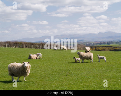 Troupeau de moutons avec les brebis et les agneaux de printemps dans un champ avec des montagnes au-delà Brynsiencyn Isle of Anglesey au nord du Pays de Galles Royaume-uni Grande-Bretagne Banque D'Images