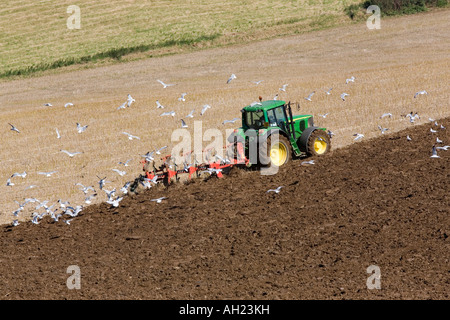 Mouettes suivent un tracteur comme il laboure un champ de chaume dans le Lincolnshire Wolds, Angleterre Banque D'Images