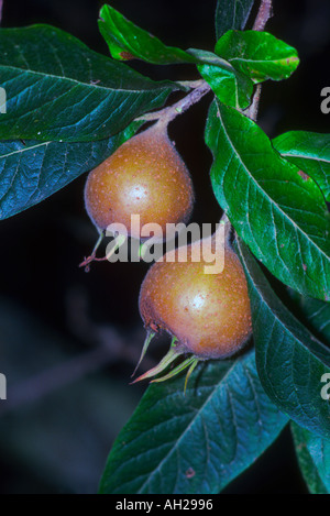 Néflier, Mespilus germanica. Close-up de deux fruits mûrs Banque D'Images