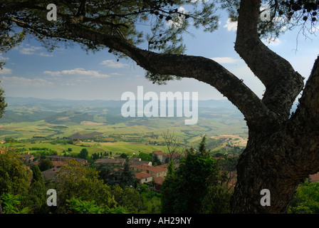 Pine Tree surplombant Volterra maisons et la vallée de Cecina en Toscane Banque D'Images