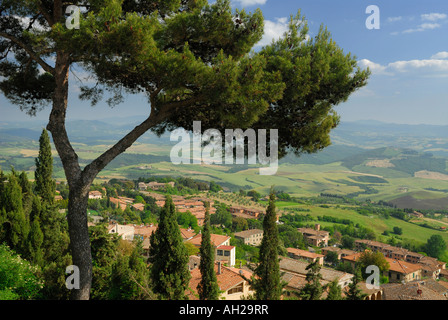 Pine Tree avec vue sur Volterra et la vallée de Cecina de colline en Toscane Italie Banque D'Images