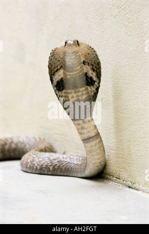 Cobra à lunettes indiennes. L'Inde Banque D'Images