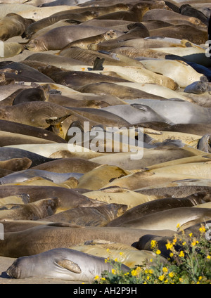 Éléphants de mer Banque D'Images