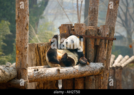 Panda en captivité du Zoo de Beijing Chine Banque D'Images