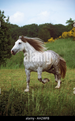 République tchèque - cheval à sang froid trotting on meadow Banque D'Images