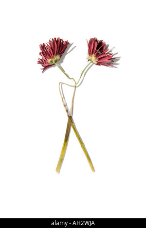 Les fleurs rouges sur fond blanc, studio shot Banque D'Images