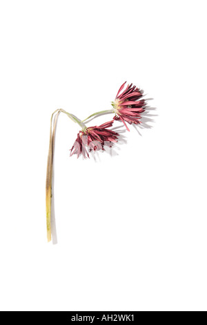 Les fleurs rouges sur fond blanc, studio shot Banque D'Images