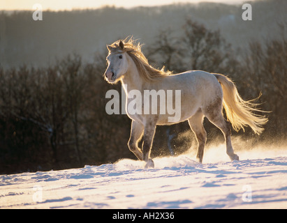 Cheval islandais - walking in snow Banque D'Images