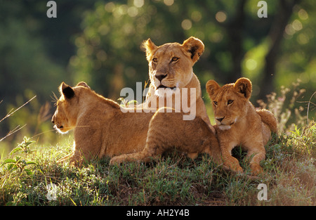 Lion lionne avec deux oursons / Panthera leo Banque D'Images