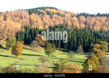 Des moutons paissant parmi les couleurs d'Automne dans le Parc National des Trossachs, Ecosse Banque D'Images