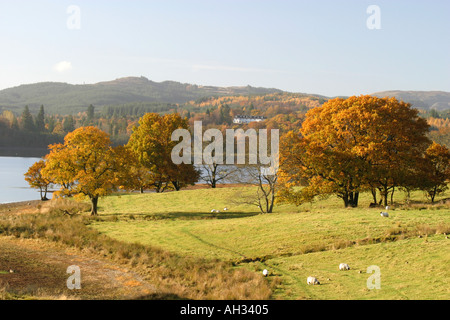 Des moutons paissant parmi les couleurs d'Automne dans le Parc National des Trossachs, Ecosse Banque D'Images