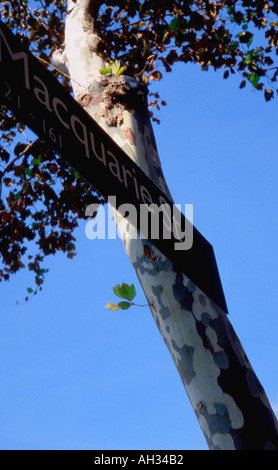Platan autonome arbre et une plaque de rue, Macquarie Street, Sydney, Australie Banque D'Images