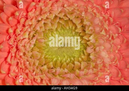 Close-up macro Gerbera rose Banque D'Images