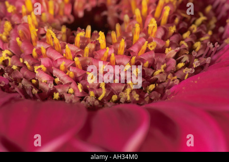 Close up Gerbera Banque D'Images