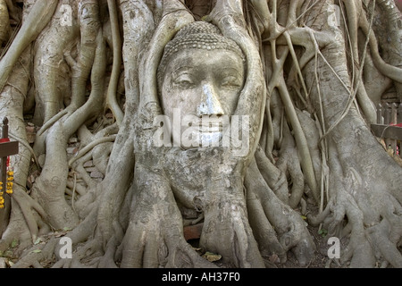 Chef Budddha enveloppés dans des racines d'un arbre au Wat Mahathat Thaïlande Ayuthaya en Banque D'Images