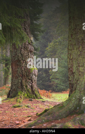 Nouvelle scène de la forêt avec la forme de visage Banque D'Images