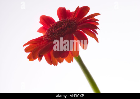 Gerbera Banque D'Images
