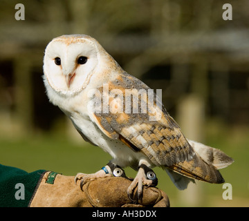 Effraie des clochers Tyto alba handler avec Banque D'Images