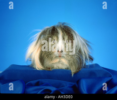 PORTRAIT D'un cobaye angora assis dans une ambiance bleu ambiente animal studio shot Banque D'Images