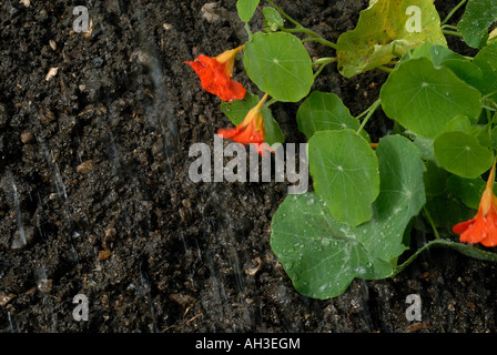 La pluie qui tombe sur la terre de jardin avec des gouttelettes d'eau sur une feuille fleurs de capucines Banque D'Images