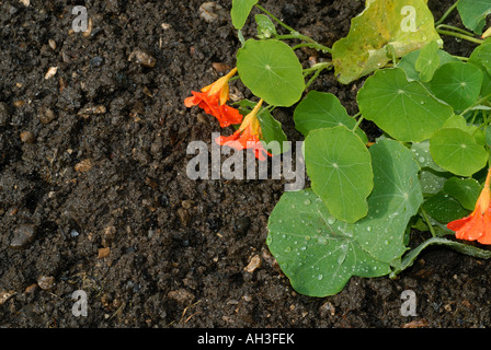 La pluie sur la terre de jardin avec des gouttelettes d'eau sur une feuille fleurs de capucines Banque D'Images